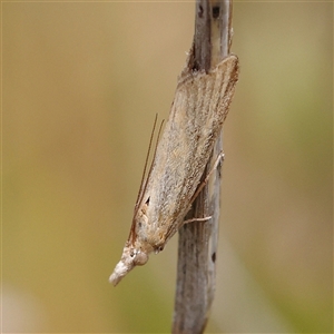 Faveria tritalis at Gundaroo, NSW - 2 Nov 2024