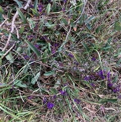 Hardenbergia violacea (False Sarsaparilla) at Fraser, ACT - 30 Sep 2024 by Rosie