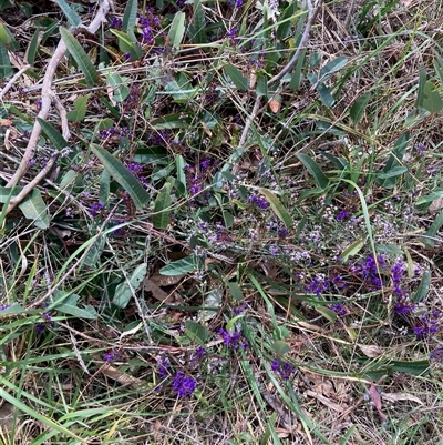 Hardenbergia violacea (False Sarsaparilla) at Fraser, ACT - 30 Sep 2024 by Rosie