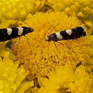 Glyphipterix chrysoplanetis at Goulburn, NSW - 6 Nov 2024