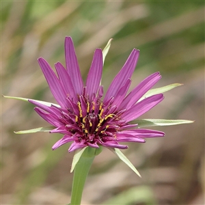 Tragopogon porrifolius at Gundaroo, NSW - 2 Nov 2024