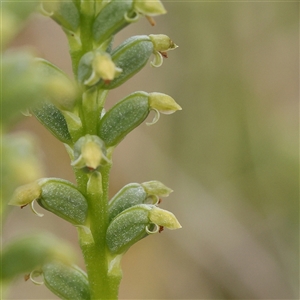 Microtis sp. at Gundaroo, NSW - 2 Nov 2024