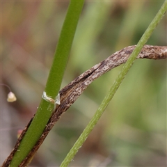 Microtis sp. at Gundaroo, NSW - 2 Nov 2024