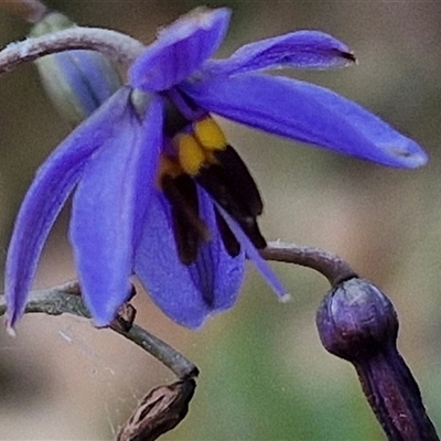 Dianella revoluta var. revoluta (Black-Anther Flax Lily) at Goulburn, NSW - 6 Nov 2024 by trevorpreston