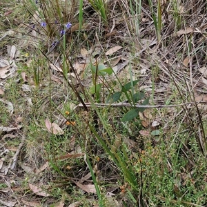 Dianella revoluta var. revoluta at Goulburn, NSW - 6 Nov 2024 04:22 PM