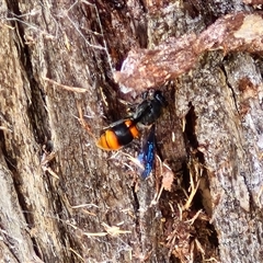 Hyleoides concinna (Wasp-mimic bee) at Goulburn, NSW - 6 Nov 2024 by trevorpreston