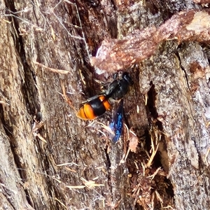 Hyleoides concinna at Goulburn, NSW - 6 Nov 2024