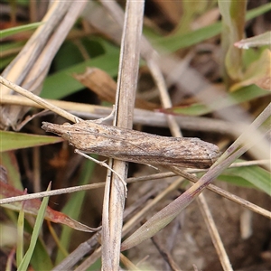 Faveria tritalis at Gundaroo, NSW - 2 Nov 2024 12:45 PM