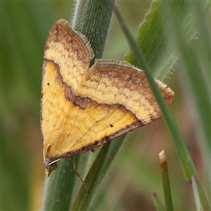 Anachloris subochraria at Gundaroo, NSW - 2 Nov 2024 12:48 PM