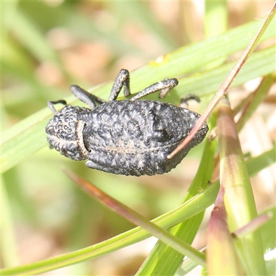 Sosytelus pithecius (Ground weevil) at Gundaroo, NSW - 2 Nov 2024 by ConBoekel