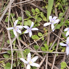 Isotoma fluviatilis subsp. australis (Swamp Isotome) at Gundaroo, NSW - 2 Nov 2024 by ConBoekel