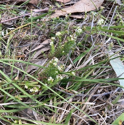 Asperula conferta (Common Woodruff) at Fraser, ACT - 30 Sep 2024 by Rosie