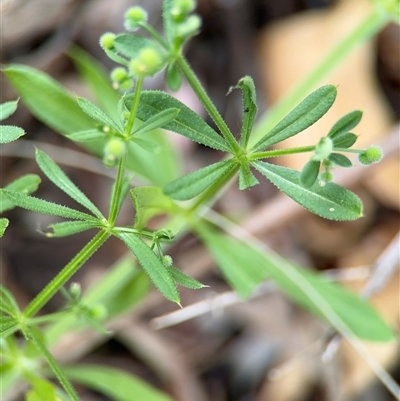 Galium aparine (Goosegrass, Cleavers) at Campbell, ACT - 6 Nov 2024 by Hejor1