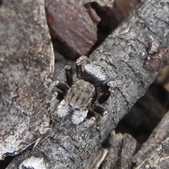 Maratus vespertilio at Hall, ACT - suppressed