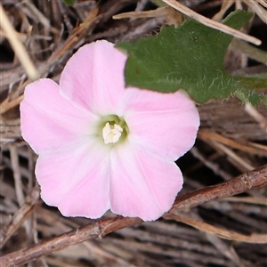 Convolvulus angustissimus subsp. angustissimus at Gundaroo, NSW - 2 Nov 2024