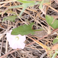 Convolvulus angustissimus subsp. angustissimus at Gundaroo, NSW - 2 Nov 2024