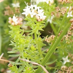 Asperula conferta (Common Woodruff) at Gundaroo, NSW - 2 Nov 2024 by ConBoekel