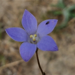 Wahlenbergia gracilis at Wollogorang, NSW - 6 Nov 2024