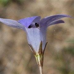 Wahlenbergia gracilis at Wollogorang, NSW - 6 Nov 2024