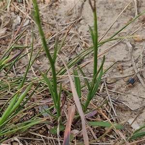 Wahlenbergia gracilis at Wollogorang, NSW - 6 Nov 2024