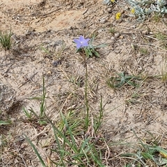 Wahlenbergia gracilis at Wollogorang, NSW - 6 Nov 2024