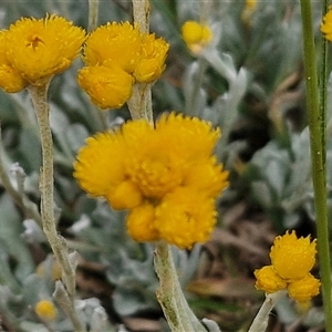 Chrysocephalum apiculatum at Wollogorang, NSW - 6 Nov 2024 03:56 PM