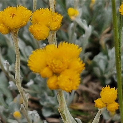 Chrysocephalum apiculatum (Common Everlasting) at Wollogorang, NSW - 6 Nov 2024 by trevorpreston