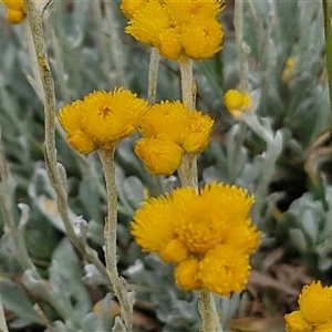 Chrysocephalum apiculatum at Wollogorang, NSW - 6 Nov 2024