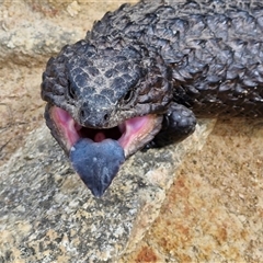 Tiliqua rugosa (Shingleback Lizard) at Wollogorang, NSW - 6 Nov 2024 by trevorpreston