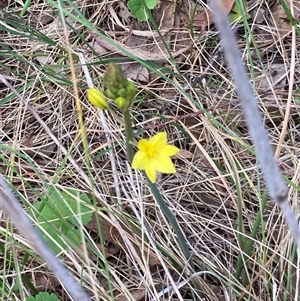 Bulbine bulbosa at Fraser, ACT - 30 Sep 2024