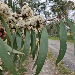 Eucalyptus pauciflora subsp. pauciflora (White Sally, Snow Gum) at Wollogorang, NSW - 6 Nov 2024 by trevorpreston