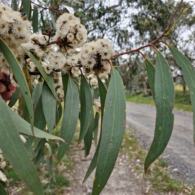 Eucalyptus pauciflora subsp. pauciflora (White Sally, Snow Gum) at Wollogorang, NSW - 6 Nov 2024 by trevorpreston