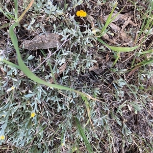 Chrysocephalum apiculatum at Fraser, ACT - 30 Sep 2024 01:24 PM