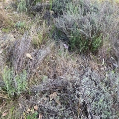 Chrysocephalum semipapposum (Clustered Everlasting) at Fraser, ACT - 30 Sep 2024 by Rosie