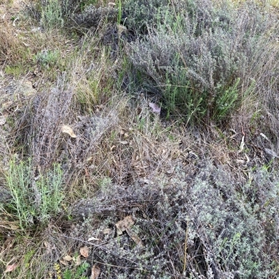 Chrysocephalum semipapposum (Clustered Everlasting) at Fraser, ACT - 30 Sep 2024 by Rosie