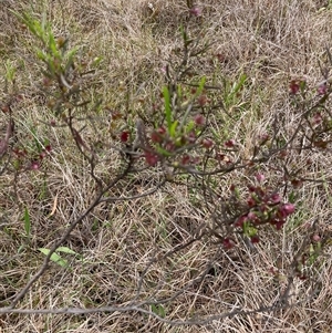 Dodonaea viscosa subsp. angustissima at Spence, ACT - 23 Oct 2024