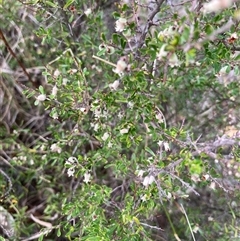 Cryptandra amara (Bitter Cryptandra) at Spence, ACT - 23 Oct 2024 by Rosie