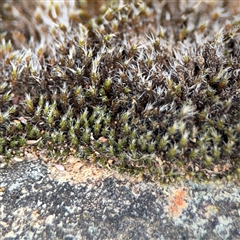 Grimmia sp. at Campbell, ACT - 6 Nov 2024 by Hejor1