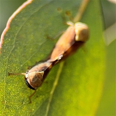 Brunotartessus fulvus (Yellow-headed Leafhopper) at Campbell, ACT - 6 Nov 2024 by Hejor1