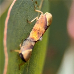 Brunotartessus fulvus at Campbell, ACT - 6 Nov 2024 01:15 PM