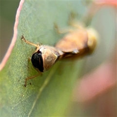 Brunotartessus fulvus at Campbell, ACT - 6 Nov 2024 01:15 PM