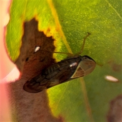 Brunotartessus fulvus at Campbell, ACT - 6 Nov 2024 01:15 PM