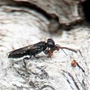 Crabronidae (family) at Campbell, ACT - 6 Nov 2024