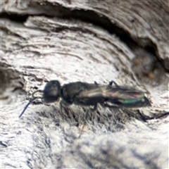 Crabronidae (family) at Campbell, ACT - 6 Nov 2024 01:10 PM