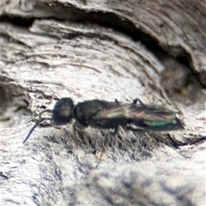 Crabronidae (family) at Campbell, ACT - 6 Nov 2024