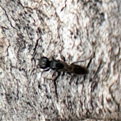 Crabronidae (family) at Campbell, ACT - 6 Nov 2024 01:10 PM