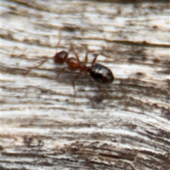 Melophorus sp. (genus) (Furnace ant) at Campbell, ACT - 6 Nov 2024 by Hejor1