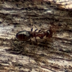 Melophorus sp. (genus) at Campbell, ACT - 6 Nov 2024