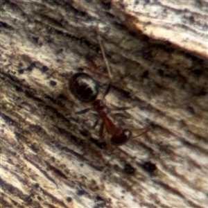 Melophorus sp. (genus) at Campbell, ACT - 6 Nov 2024 01:08 PM