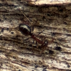 Melophorus sp. (genus) at Campbell, ACT - 6 Nov 2024